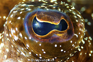 Eye of  a flounder by Jagwang Koo 